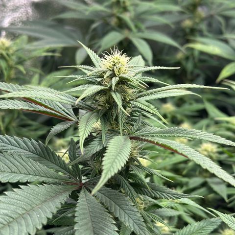 Pineapple Express 🍍 growlog timeline photo