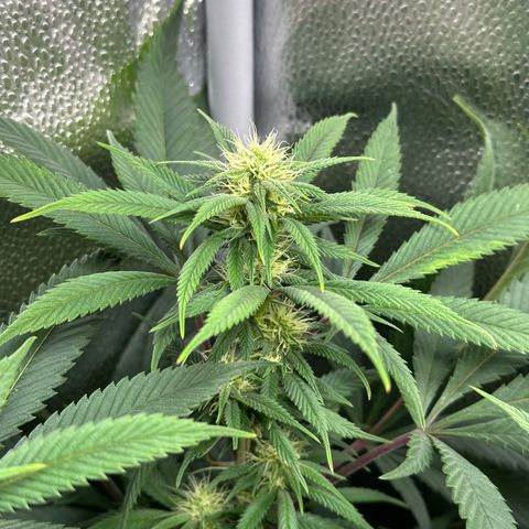 Pineapple Express 🍍 growlog timeline photo