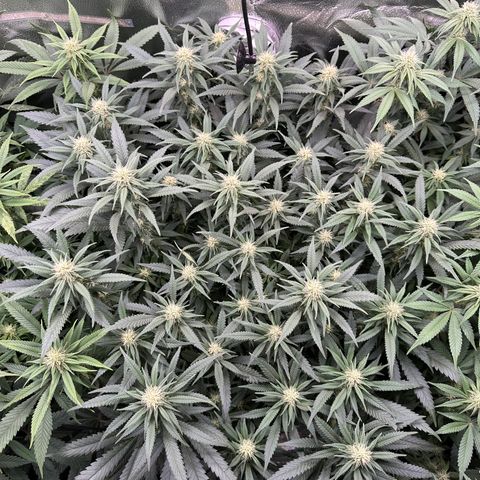 Lemon Cherry Gelato 🍋🍒 growlog timeline photo