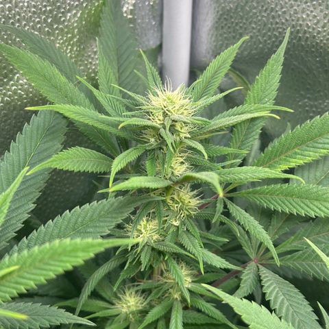 Pineapple Express 🍍 growlog photo: 6h nach dem Gießen