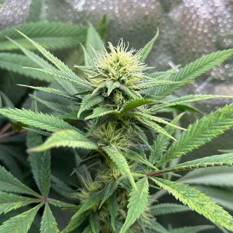 Pineapple Express 🍍 growlog timeline photo
