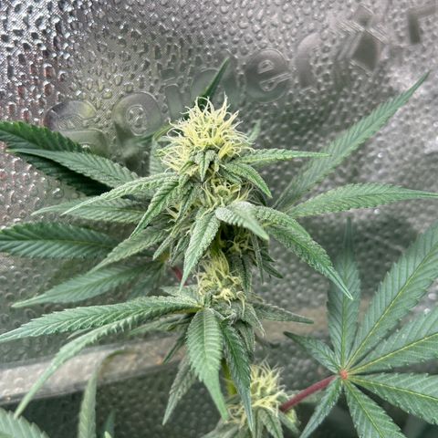 Watermelon Zkittlez 🍉🍭 growlog timeline photo