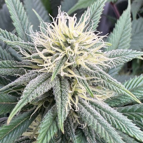 Pineapple Express 🍍 growlog timeline photo