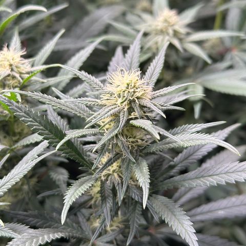 Lemon Cherry Gelato 🍋🍒 growlog timeline photo
