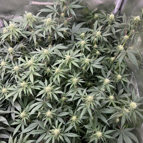 Watermelon Zkittlez 🍉🍭 growlog timeline photo