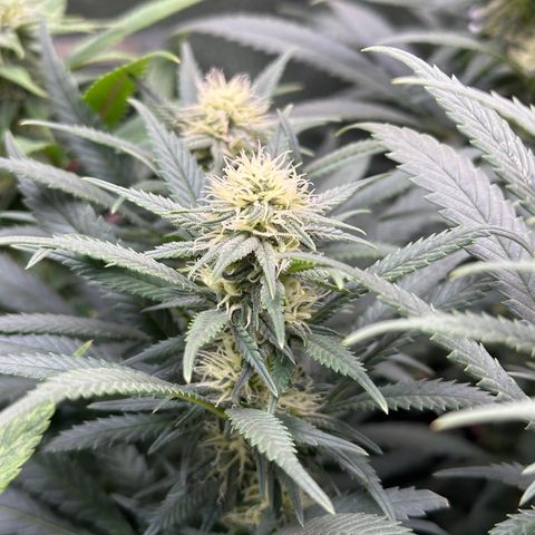 Lemon Cherry Gelato 🍋🍒 growlog timeline photo