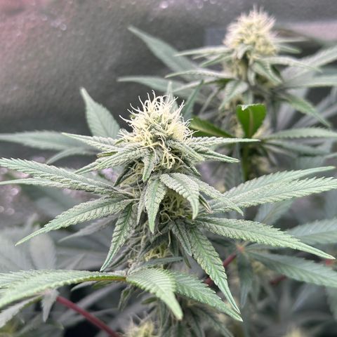 Watermelon Zkittlez 🍉🍭 growlog timeline photo