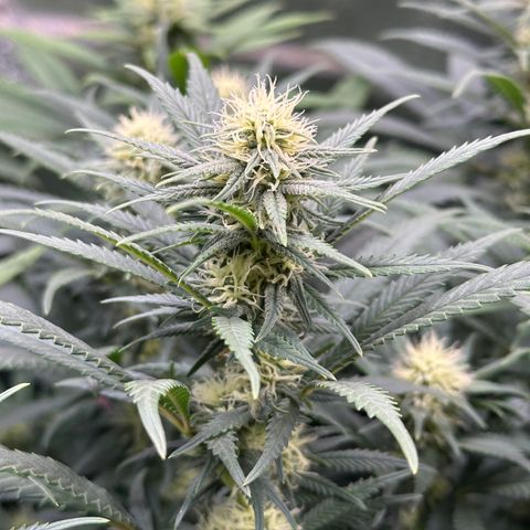 Lemon Cherry Gelato 🍋🍒 growlog timeline photo