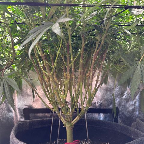 Lemon Cherry Gelato 🍋🍒 growlog timeline photo