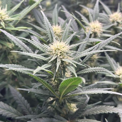 Lemon Cherry Gelato 🍋🍒 growlog photo: 6h nach dem Gießen