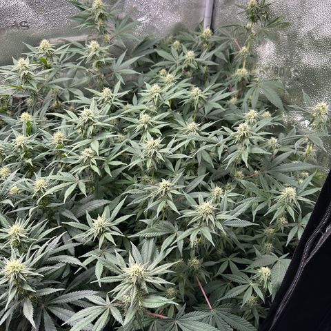 Watermelon Zkittlez 🍉🍭 growlog timeline photo