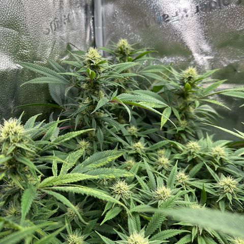 Pineapple Express 🍍 growlog timeline photo