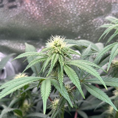 Watermelon Zkittlez 🍉🍭 growlog timeline photo