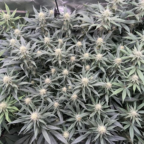 Lemon Cherry Gelato 🍋🍒 growlog timeline photo