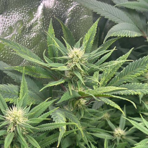 Pineapple Express 🍍 growlog photo: 6h nach dem Gießen
