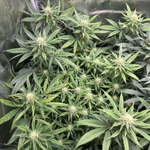 Pineapple Express 🍍 growlog timeline photo