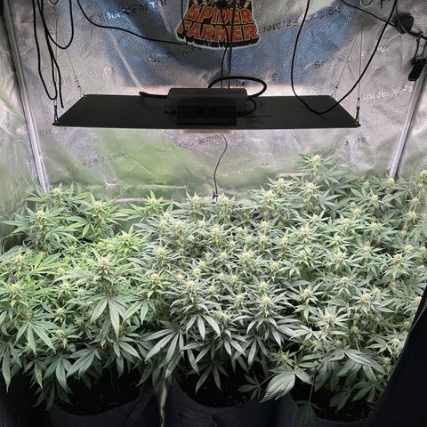 Lemon Cherry Gelato 🍋🍒 growlog timeline photo