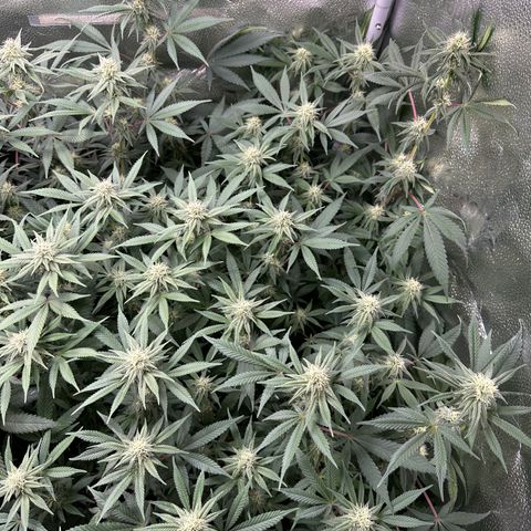 Watermelon Zkittlez 🍉🍭 growlog timeline photo