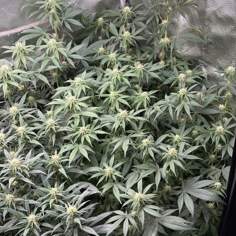 Watermelon Zkittlez 🍉🍭 growlog timeline photo