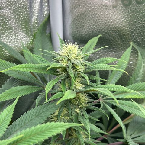 Pineapple Express 🍍 growlog timeline photo