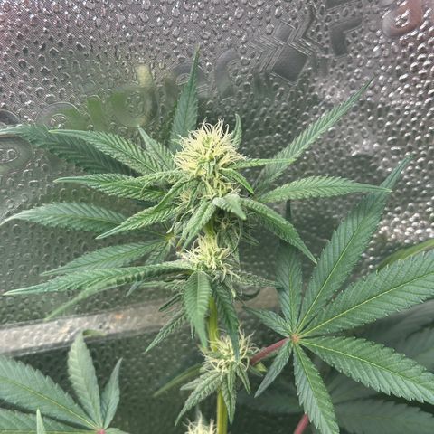 Watermelon Zkittlez 🍉🍭 growlog photo: 6h nach dem Gießen 