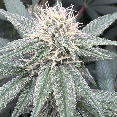 Watermelon Zkittlez 🍉🍭 growlog timeline photo
