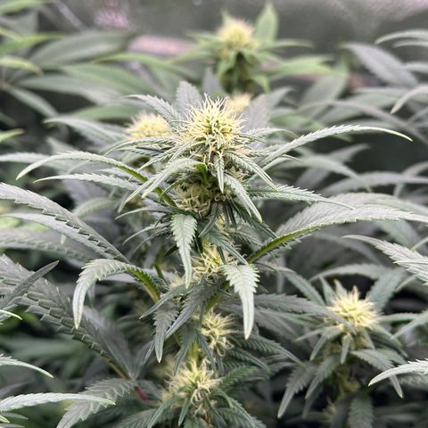 Lemon Cherry Gelato 🍋🍒 growlog timeline photo