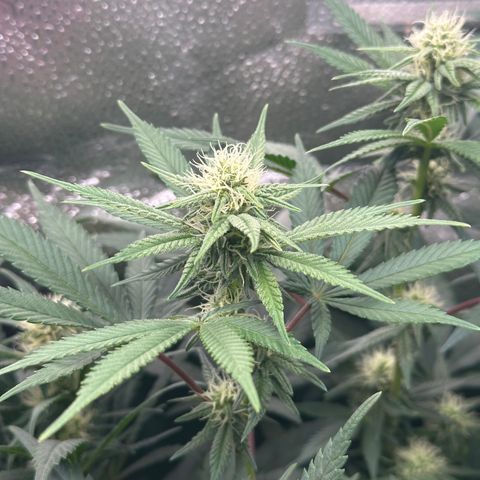 Watermelon Zkittlez 🍉🍭 growlog photo: 6h nach dem Gießen 