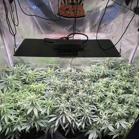 Lemon Cherry Gelato 🍋🍒 growlog photo: L: PE / M: LCG / R: WZ