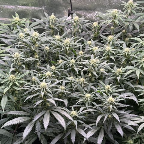 Lemon Cherry Gelato 🍋🍒 growlog timeline photo