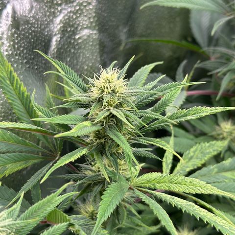Pineapple Express 🍍 growlog timeline photo