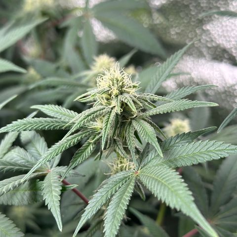Watermelon Zkittlez 🍉🍭 growlog timeline photo