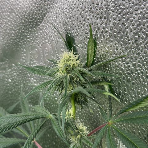 Watermelon Zkittlez 🍉🍭 growlog timeline photo