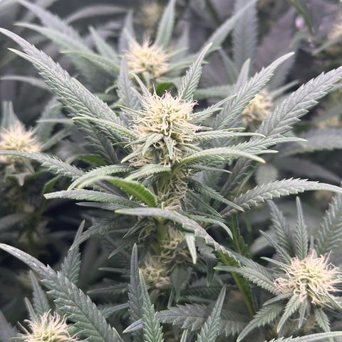 Lemon Cherry Gelato 🍋🍒 growlog photo: 6h nach dem Gießen