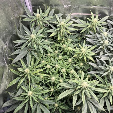 Pineapple Express 🍍 growlog timeline photo