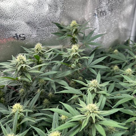 Watermelon Zkittlez 🍉🍭 growlog timeline photo