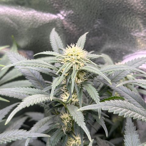 Lemon Cherry Gelato 🍋🍒 growlog timeline photo