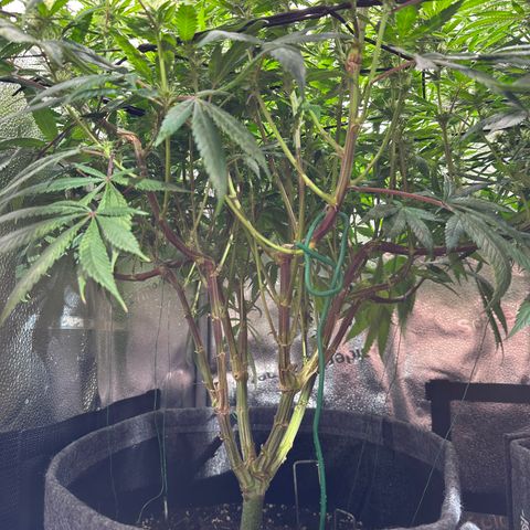 Pineapple Express 🍍 growlog timeline photo