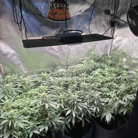 Lemon Cherry Gelato 🍋🍒 growlog photo: L: PE / M: LCG / R: WZ