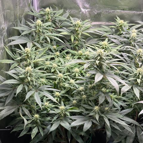 Pineapple Express 🍍 growlog timeline photo