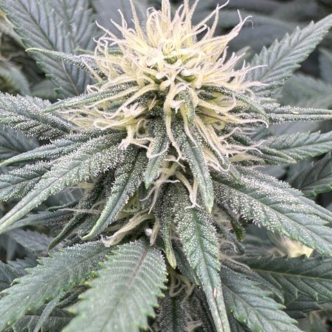Lemon Cherry Gelato 🍋🍒 growlog timeline photo