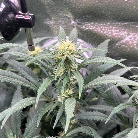 Lemon Cherry Gelato 🍋🍒 growlog timeline photo