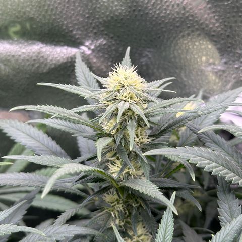 Lemon Cherry Gelato 🍋🍒 growlog timeline photo