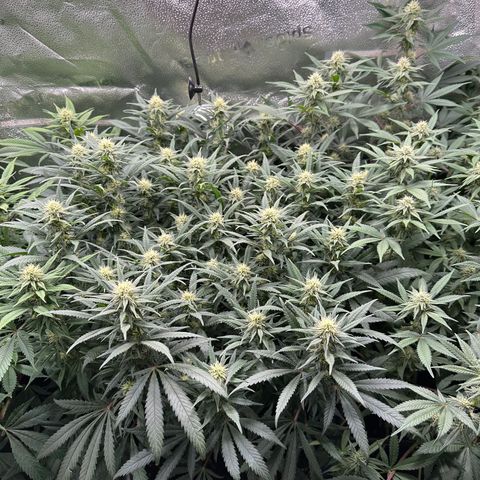 Lemon Cherry Gelato 🍋🍒 growlog timeline photo