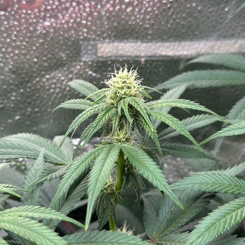 Watermelon Zkittlez 🍉🍭 growlog timeline photo