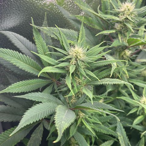 Pineapple Express 🍍 growlog photo: 6h nach dem Gießen