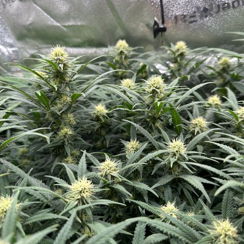 Lemon Cherry Gelato 🍋🍒 growlog timeline photo