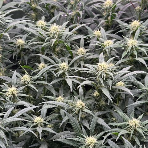 Lemon Cherry Gelato 🍋🍒 growlog timeline photo