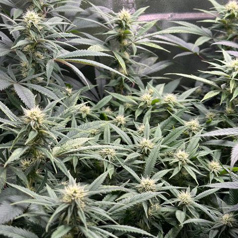 Pineapple Express 🍍 growlog timeline photo