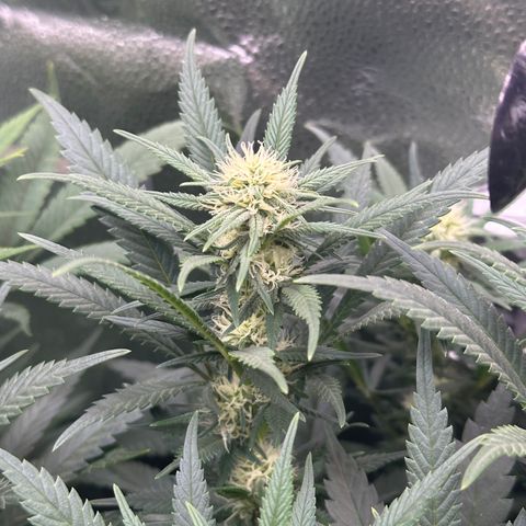 Lemon Cherry Gelato 🍋🍒 growlog photo: 6h nach dem Gießen